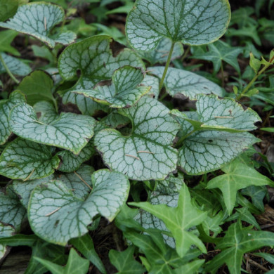 Brunnera macrophylla Jack Frost®