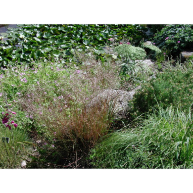 Deschampsia flexuosa