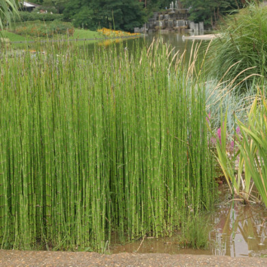 Equisetum hyemale