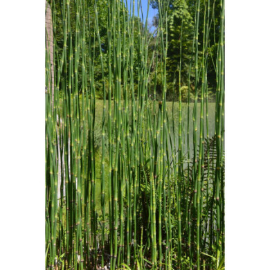 Equisetum hyemale