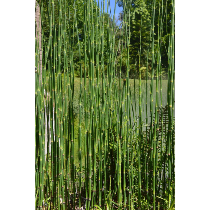 Equisetum hyemale