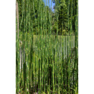 Equisetum hyemale