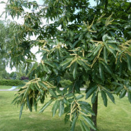 Castanea sativa
