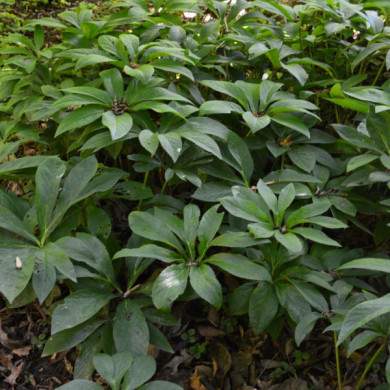 Helleborus x sternii