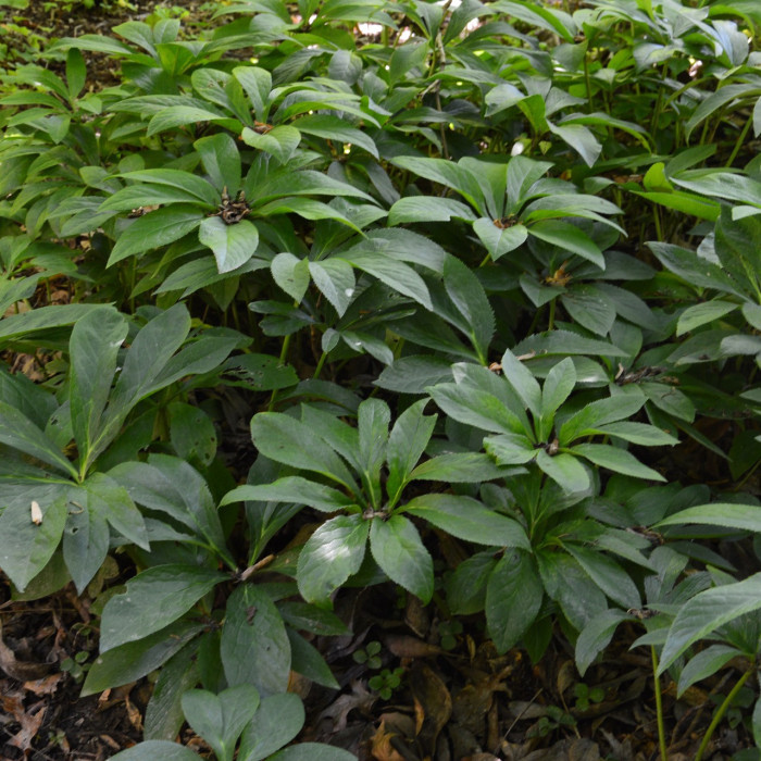 Helleborus x sternii