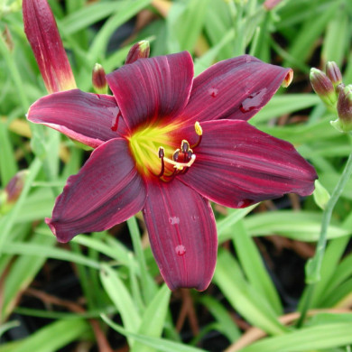 Hemerocallis 'American Revolution'