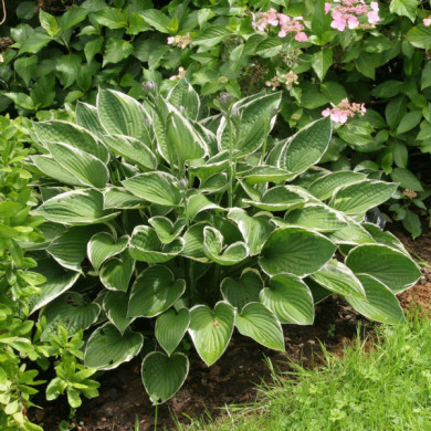 Hosta 'Francee'