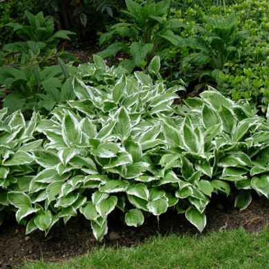 Hosta 'Francee'