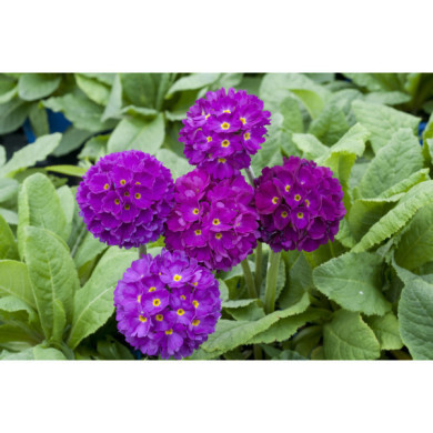 Primula denticulata 'Rubin'
