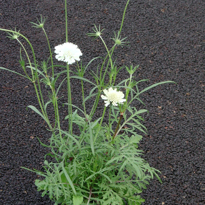 Scabiosa ochroleuca