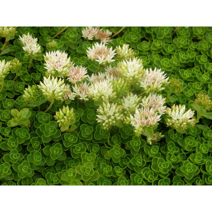 Sedum spurium 'Album Superbum'