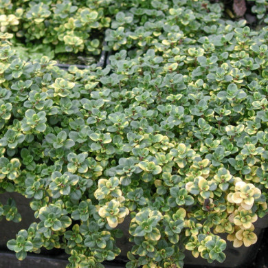 Thymus 'Doone Valley'