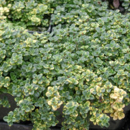 Thymus 'Doone Valley'