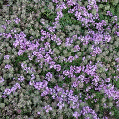 Thymus praecox 'Minor'