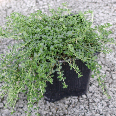 Thymus praecox 'Minor'