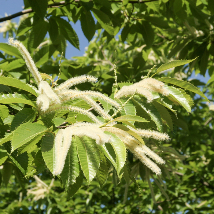 Castanea sativa