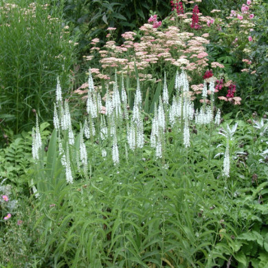 Veronica longifolia 'Schneeriesin'