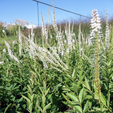 Veronica longifolia 'Schneeriesin'
