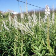 Veronica longifolia 'Schneeriesin'