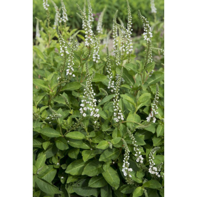 Lysimachia 'Innlyscand' CANDELA®