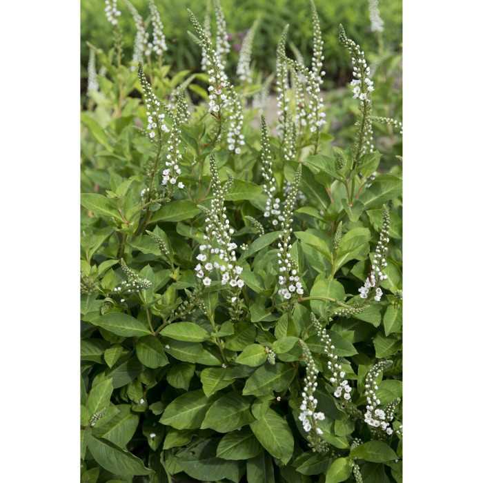 Lysimachia 'Innlyscand' CANDELA®