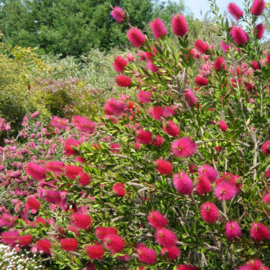 Callistemon vinimalis Hot Pink® kkh01