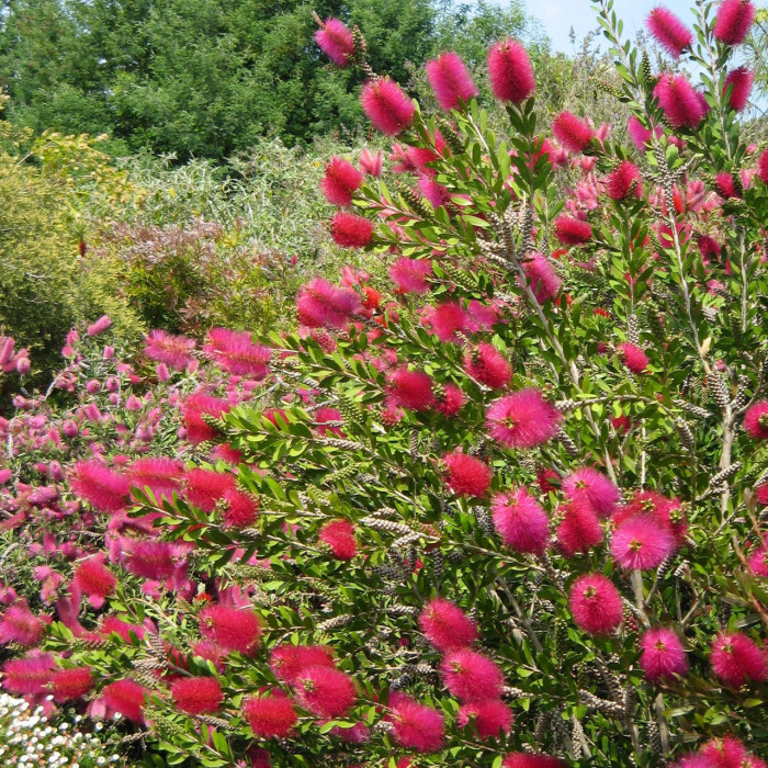 Callistemon vinimalis Hot Pink® kkh01