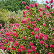 Callistemon vinimalis Hot Pink® kkh01