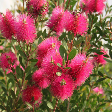 Callistemon vinimalis Hot Pink® kkh01