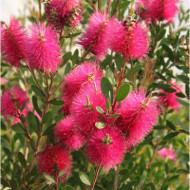 Callistemon vinimalis Hot Pink® kkh01