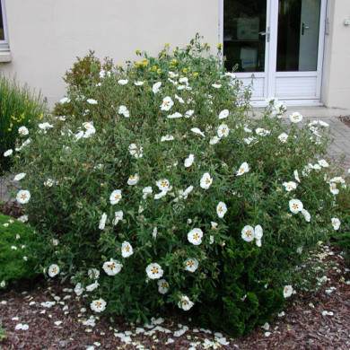 Cistus x purpureus 'Alan Fradd'