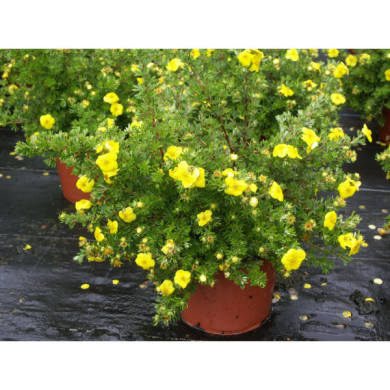 Potentilla fructicosa 'Kobold'