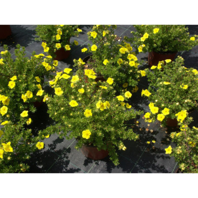 Potentilla fructicosa 'Kobold'