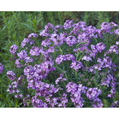 Aethionema armenum 'Warley Rose'