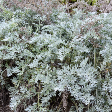 Artemisia absinthium 'Lambrook Silver'
