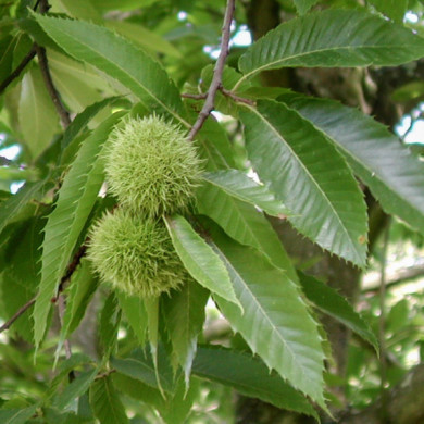 Castanea sativa
