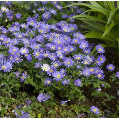 Anemone blanda 'Blue Shades'