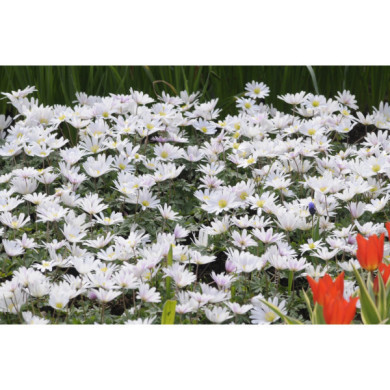 Anemone blanda 'White Splendour'