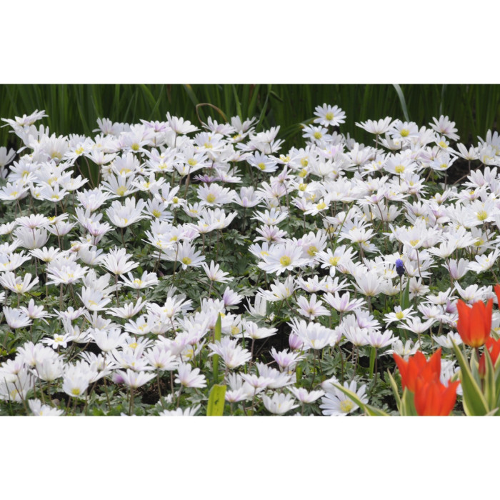 Anemone blanda 'White Splendour'