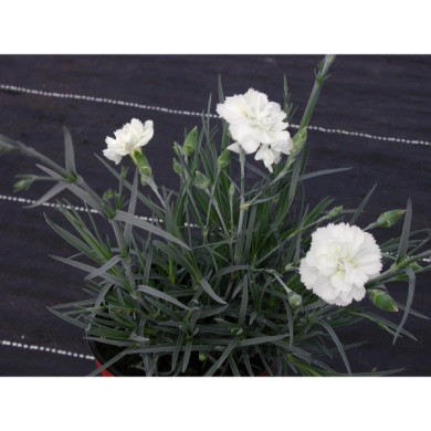 Dianthus 'Devon Cream'