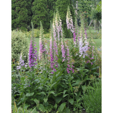 Digitalis purpurea 'Gloxiniiflora'