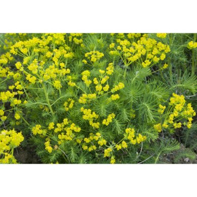 Euphorbia cyparissias
