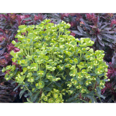 Euphorbia 'Despina'