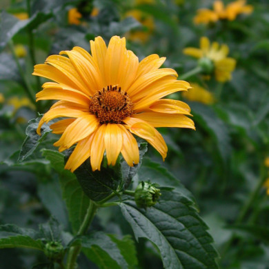 Heliopsis helianthoides var. scabra
