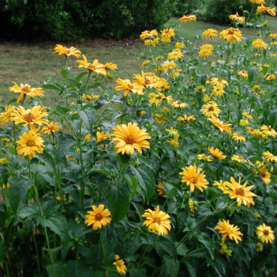Heliopsis helianthoides var. scabra