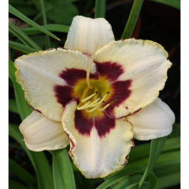 Hemerocallis 'Moonlit Masquerade'