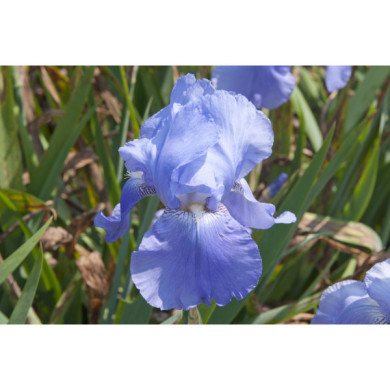 Iris 'Crystal Blue'