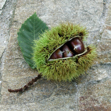 Castanea sativa