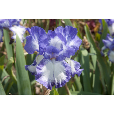 Iris 'Stepping Out'