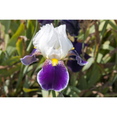 Iris 'Wabash'